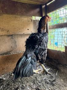 ayam Aseel parrotbeak Induk