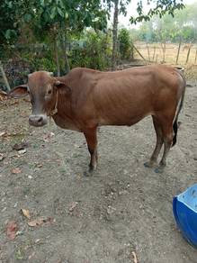Lembu jantan