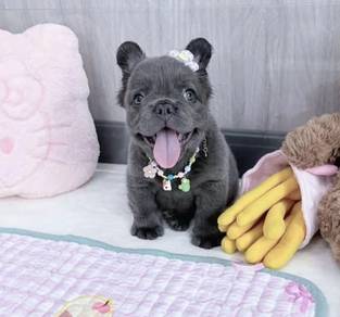 FRENCH BULLDOG PUPPIES 🌻VIP169 Long Fur / Girl