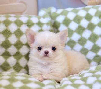 Chihuahua