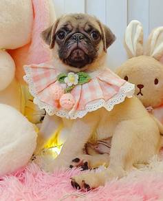 Pug