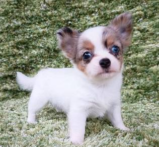 CHIHUAHUA PUPPIES VIP159🌷Head Apple Cute Dog