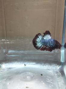 betta fish 