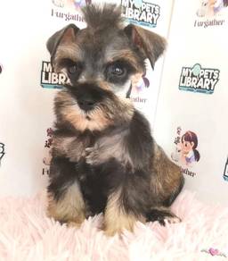Schnauzer