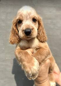 ENGLISH COCKER SPANIEL PUPPIES F375 🌻Female