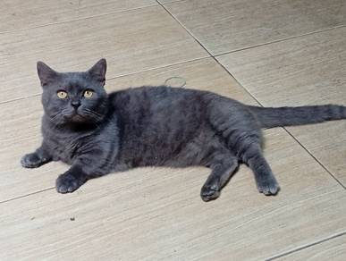 bsh munchkin