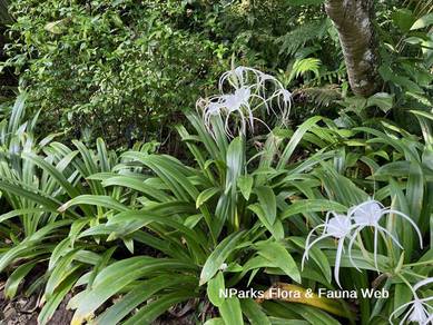 Spider Lily / Hymenocallis Speciosa / White Spice