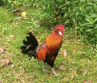 ayam hutan pikat