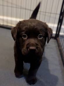 lebodaretriver puppies available 