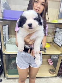 Border Collie