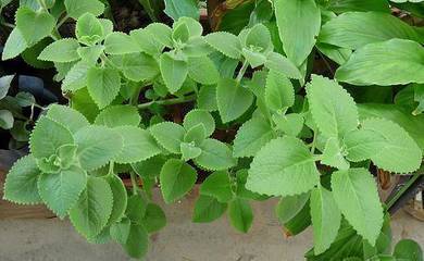 Benih Oregano / bangun bangun
