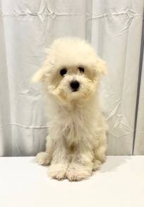 v49 Kawai Poochon Puppy