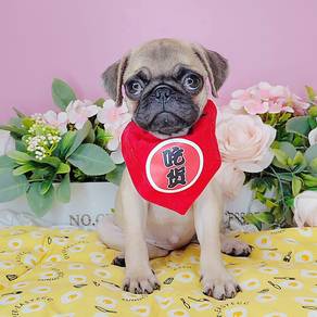 Pug