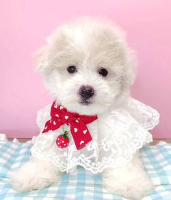Maltipoo