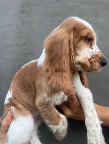 ENGLISH COCKER SPANIEL PUPPIES C68🌻 Male