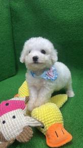 Pure Breed White Short Legs Poodle (2M1F) 纯种短腿 白泰迪