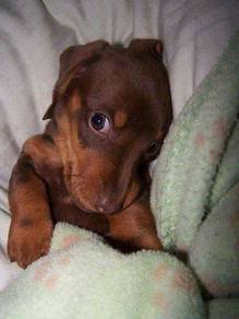K9772 Smol Dachshund little paaws and a happy hear
