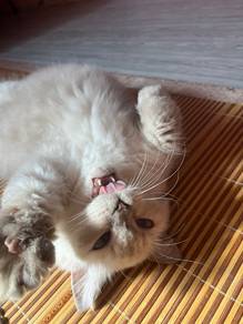 Kucing Munchkin Jinak dan Manja🐾