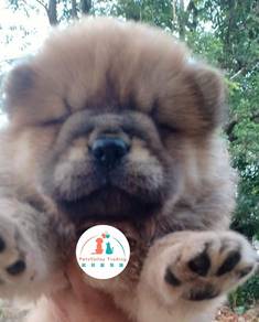 Chow chow