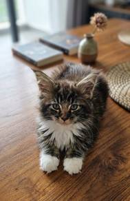 Maine coon kitten