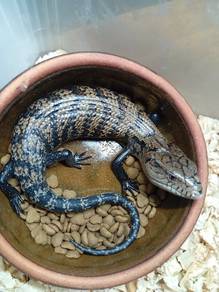 Blue Tounge Skink 