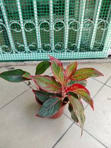 Aglaonema Red Siam