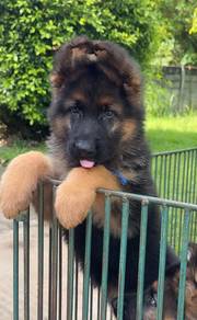 German Shepherd
