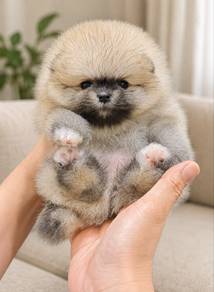 Pomeranian Bear Face Tiny Female Puppy