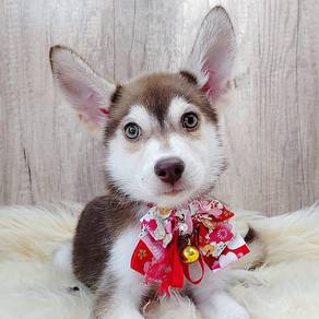 Pomsky