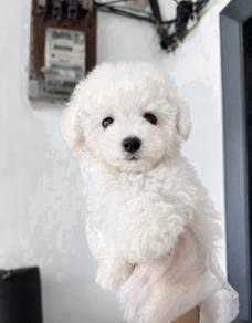 Bichon