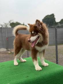 Alaskan Malamute