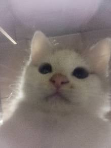 kucing gemoy 