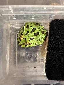 pacman frog