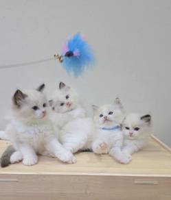 ragdoll