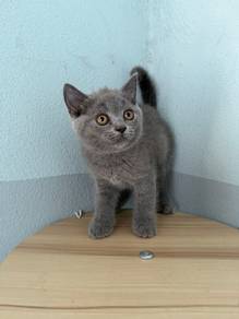 BSH Female