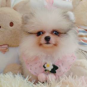 Pomeranian