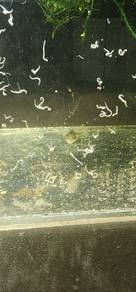 Grindal worms Protein Boost for all Stage of Fish