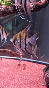Santa Isabel x Manacapuru Angelfish