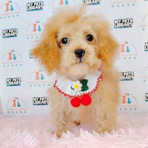 Poodle Toy