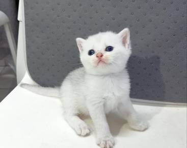 BSH Silver Kitten Female
