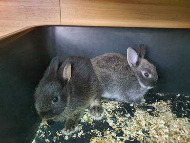 ND netherland dwaft rabbit 