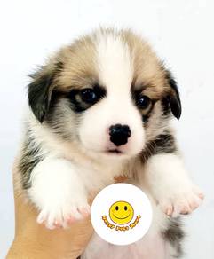 RXH777 Welsh Corgi puppies