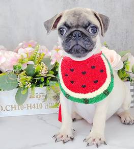 Pug