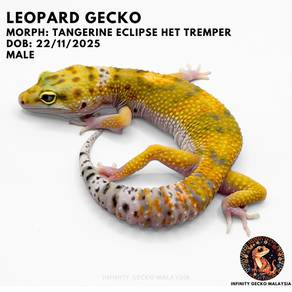 Leopard Gecko Malaysia Tangerine Eclipse Het Tremp