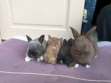 arnab mix comel