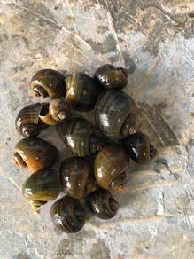 siput gondang hidup