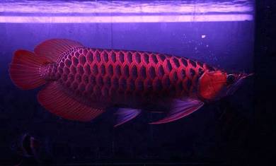 Arowana blood red  15 inch 3a quality-wholesale
