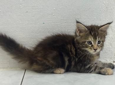 Mainecoon kitten