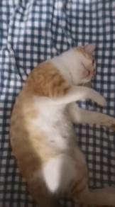 bsh mix 