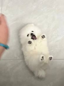 Pomeranian